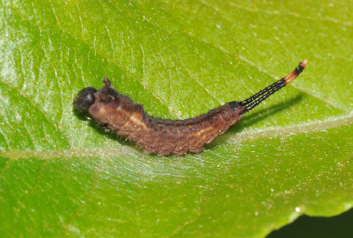 Bruco di Cerura vinula juv.?